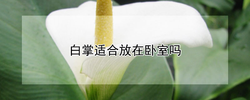 白掌适合放在卧室吗 白掌适合放卧室吗?