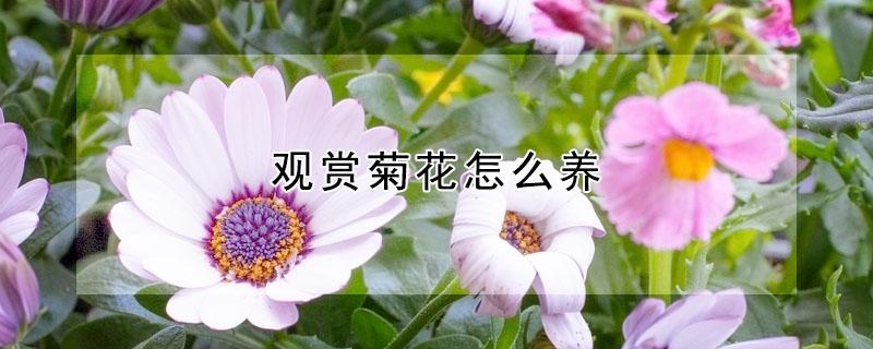 观赏菊花怎么养 菊花养花技巧