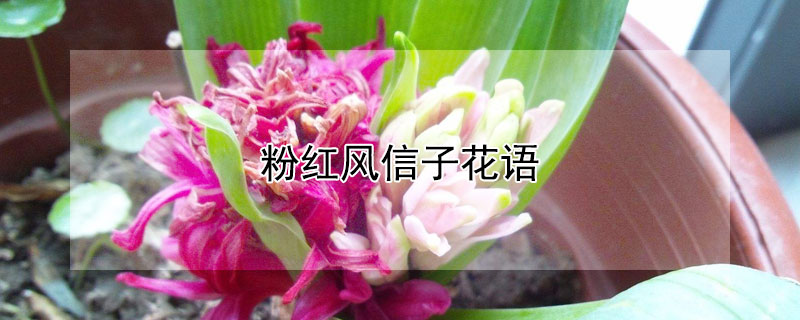 粉红风信子花语 黄色风信子花语