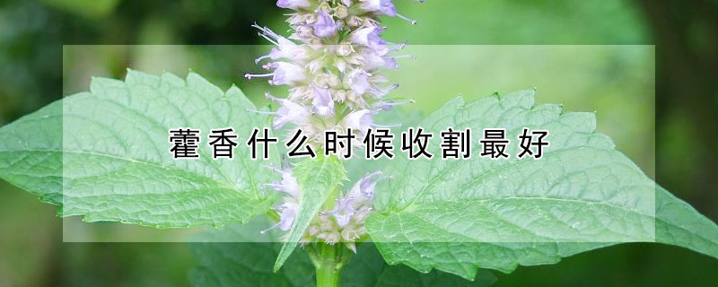 藿香什么时候收割最好（藿香收获季节）