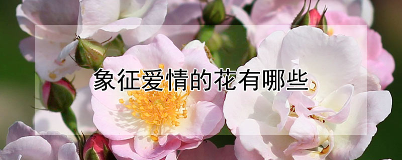 象征爱情的花有哪些（什么花象征着爱情花）