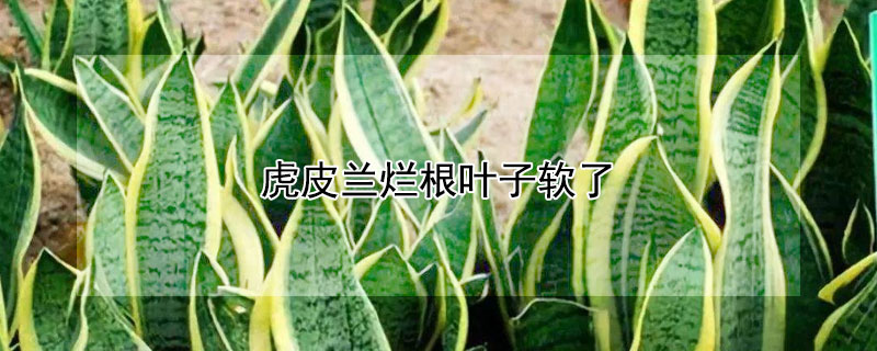 虎皮兰烂根叶子软了（虎皮兰叶子根部软烂）