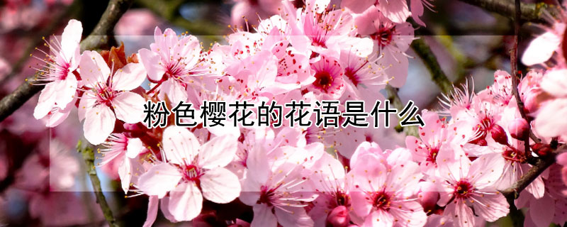 粉色樱花的花语是什么（粉色樱花的花语是什么意思）