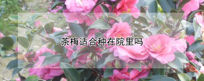 茶梅适合种在院里吗（茶梅能种家里吗?）