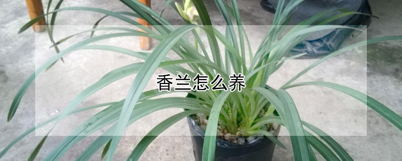 香兰怎么养（香兰怎么养殖方法）