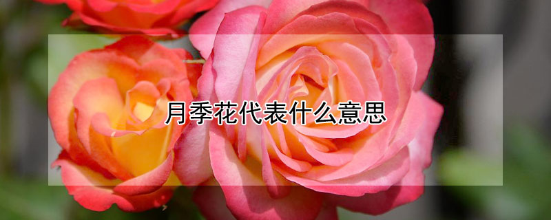 月季花代表什么意思（三朵月季花代表什么意思）