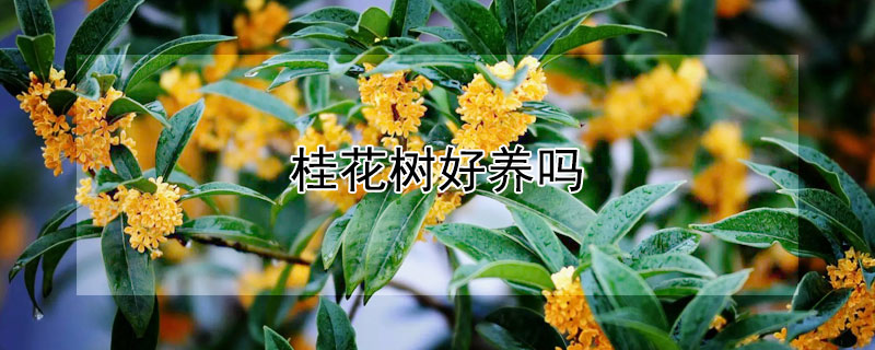 桂花树好养吗（桂花树好不好养活）