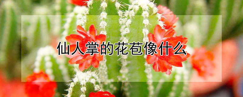 仙人掌的花苞像什么 仙人掌的花苞像什么比喻句