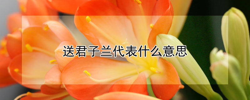 送君子兰代表什么意思（送君子兰花表示什么意思）