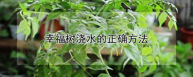 幸福树浇水的正确方法 幸福树的浇水原则