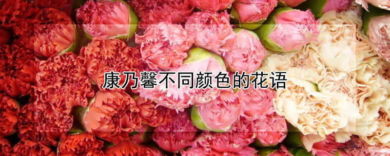 康乃馨不同颜色的花语（康乃馨不同颜色的花语和寓意）