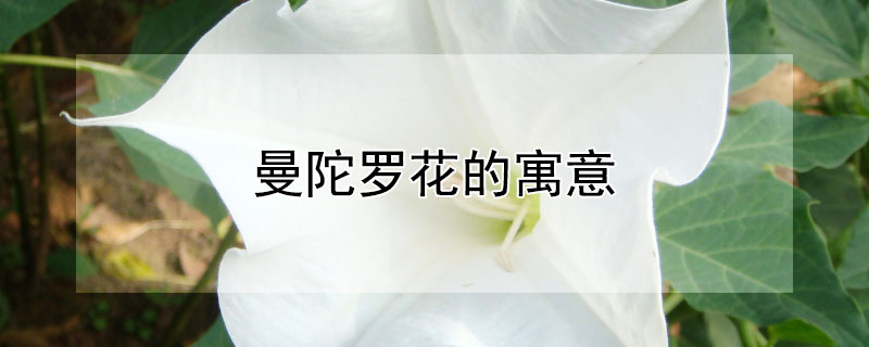 曼陀罗花的寓意（曼陀罗花的寓意和花语）