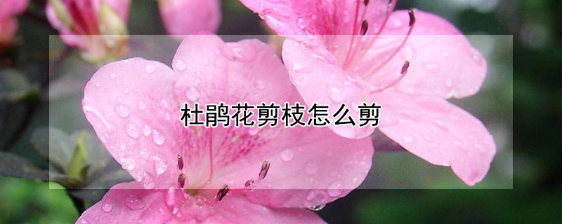 杜鹃花剪枝怎么剪 杜鹃怎么修剪花枝