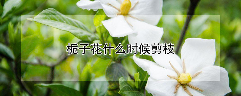 栀子花什么时候剪枝（栀子花什么时候剪枝最好）