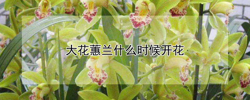 大花蕙兰什么时候开花（大花蕙兰什么时候开花难?）