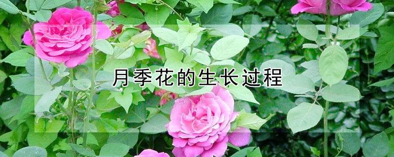 月季花的生长过程（月季花的生长过程图解）