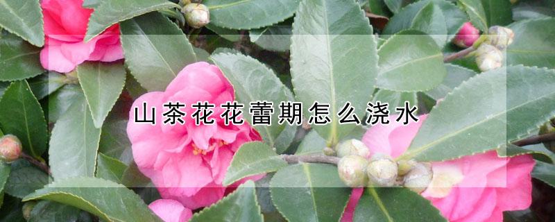 山茶花花蕾期怎么浇水 山茶花开花期怎样浇水