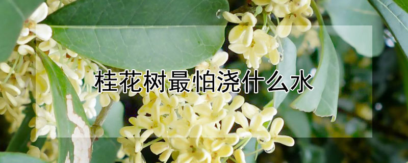 桂花树最怕浇什么水（刚栽的桂花树要不要浇水）