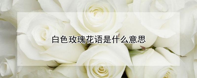 白色玫瑰花语是什么意思（5朵白色玫瑰花语是什么意思）