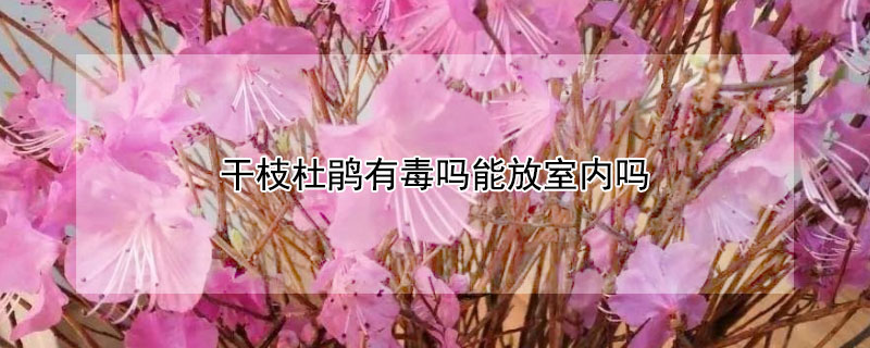 干枝杜鹃有毒吗能放室内吗（杜鹃花可以在室内养吗有没有毒）