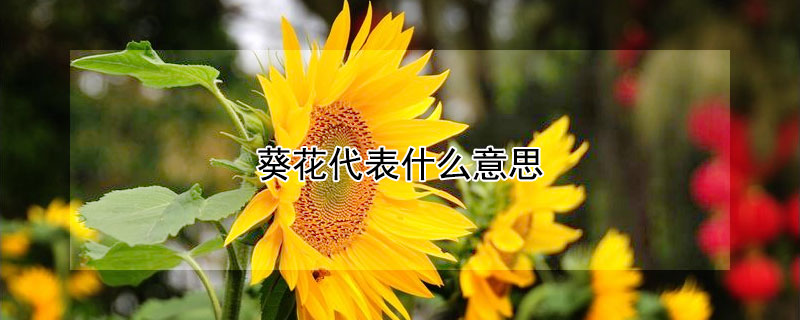 葵花代表什么意思（高考葵花代表什么意思）