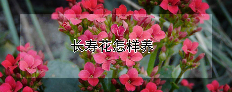 长寿花怎样养 长寿花怎么养