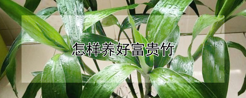 怎样养好富贵竹 怎样养富贵竹才能又绿,又旺盛