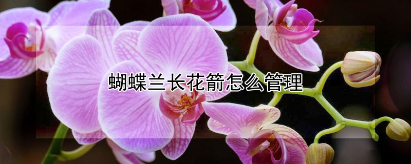 蝴蝶兰长花箭怎么管理 蝴蝶兰如何催花箭