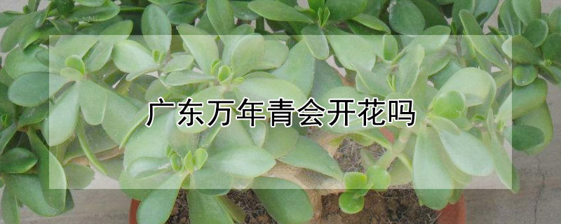 广东万年青会开花吗 广东万年青开花图片怎么养