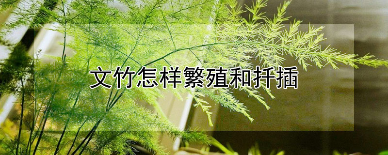 文竹怎样繁殖和扦插（文竹如何插枝繁殖）