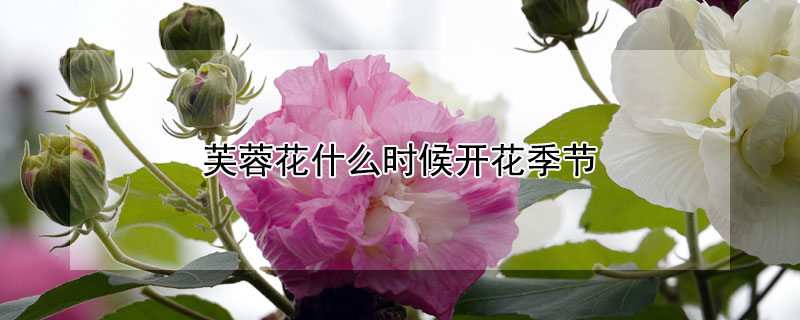 芙蓉花什么时候开花季节（芙蓉花开花季节是什么时候）