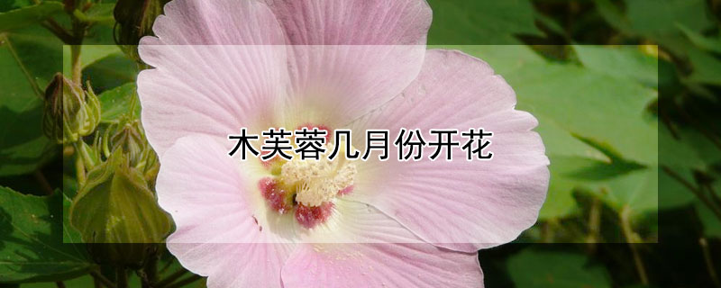 木芙蓉几月份开花（木芙蓉花几月份开花）