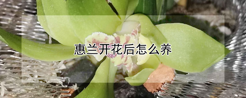 惠兰开花后怎么养 开花后的惠兰怎么养