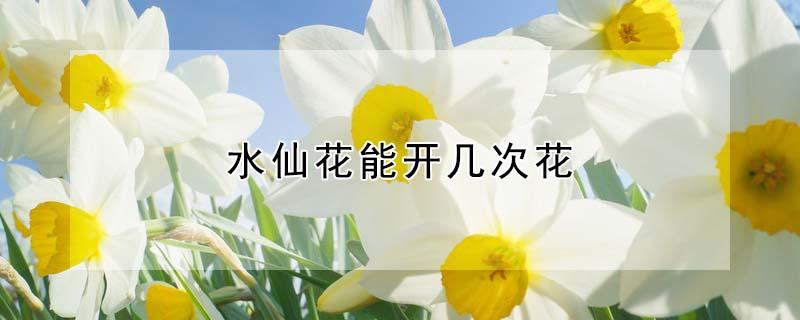 水仙花能开几次花（水仙花可以开花几次）