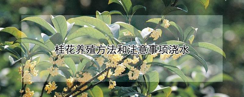 桂花养殖方法和注意事项浇水 桂花盆栽养殖方法和注意事项浇水