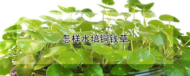 怎样水培铜钱草（怎样水培铜钱草视频）