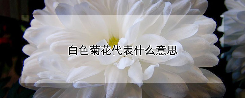 白色菊花代表什么意思 白色菊花什么含义