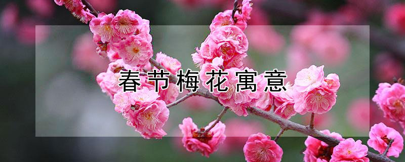 春节梅花寓意（关于梅花的吉祥寓意）