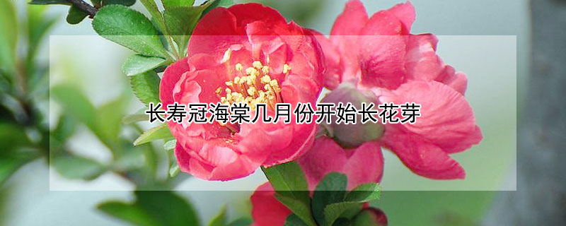 长寿冠海棠几月份开始长花芽 长寿冠海棠开花结果吗