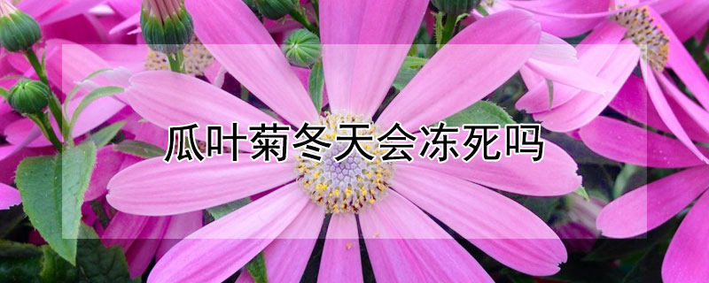 瓜叶菊冬天会冻死吗 瓜叶菊怕冻吗