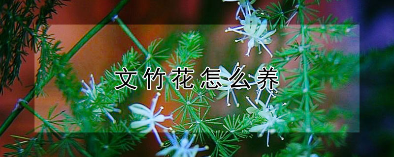 文竹花怎么养（文竹花怎么养好）