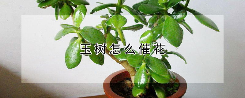 玉树怎么催花（玉树如何促花）