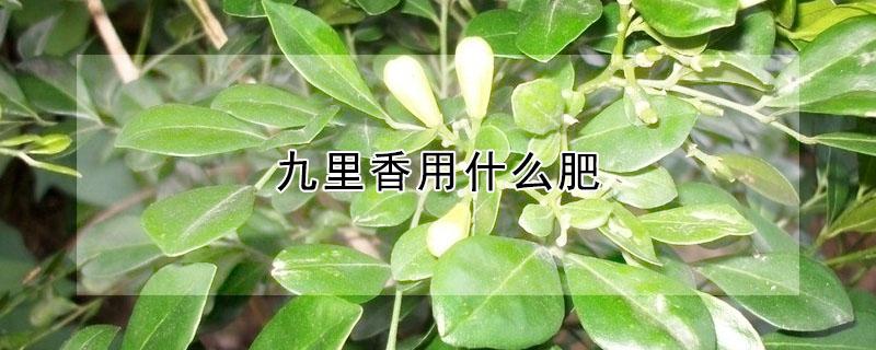 九里香用什么肥 九里香用什么肥料对她生长最好