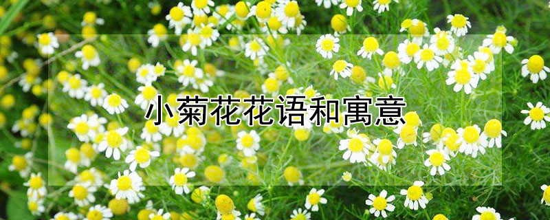 小菊花花语和寓意 小菊花语象征与寓意