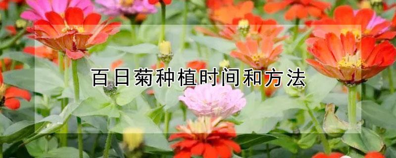 百日菊种植时间和方法（百日菊的生长环境）