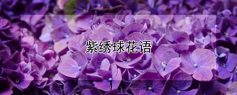 紫绣球花语（蓝紫色绣球花的花语）