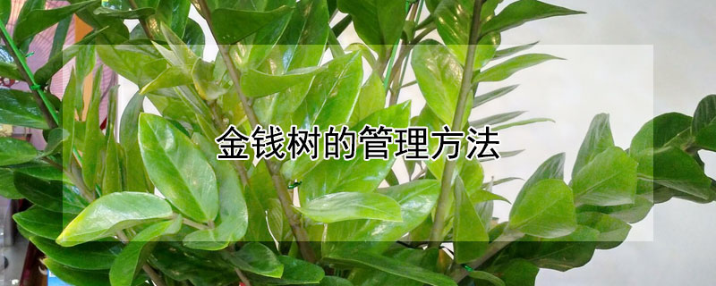 金钱树的管理方法 金钱树方法和注意事项