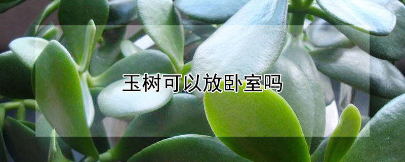 玉树可以放卧室吗 玉树可以放房间吗?