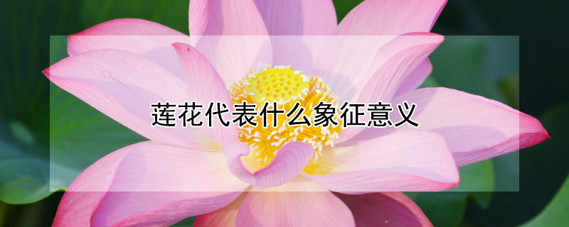 莲花代表什么象征意义 莲花代表什么象征意义生道理