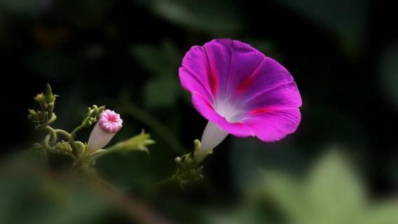 喇叭花花语 喇叭花花语象征与寓意